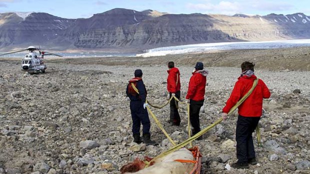 Authorities remove the carcass of the polar bear that killed one person and injured four others in Svalbard.