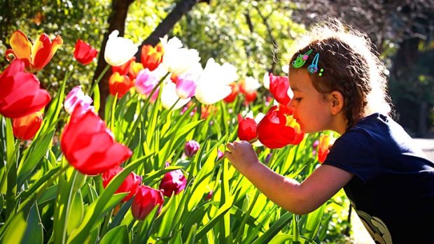 Smells good: Zara Wielgosz, of Poland, admires the blossoming tulips at the Royal Botanic Garden in Sydney.