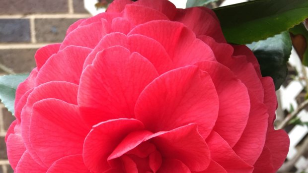 The Camellia, Garden and Floral Art Show is back at the Mount Waverley Community Centre 