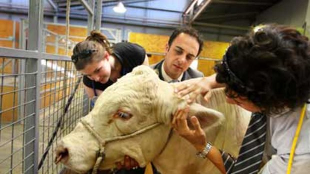 Getting a grip ... Sydney University vet students Claire Phillips and Paul Jenkins do some practical work on a bull  with the help of Mark Schembri, middle.