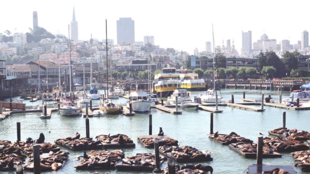 Say hello to the sea lions at Fisherman's Wharf.