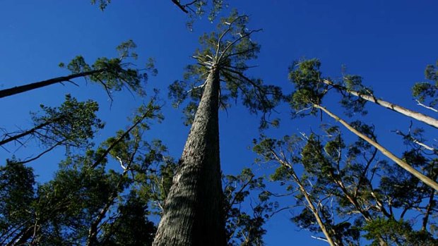 Greg Hunt did not discuss the fate of areas like the hotly-disputed Styx (pictured) and Florentine Valleys of central Tasmania.