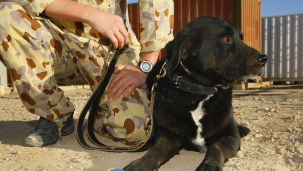 So where was Sabi the wonder dog all this time? Can't say, says the defence force. Hmm ... can't or won't?