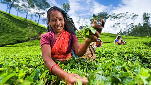 Traditional outlook: Pickers collecting tea leaves on a plantation in the Nilgiri Hills, Tamil Nadu.