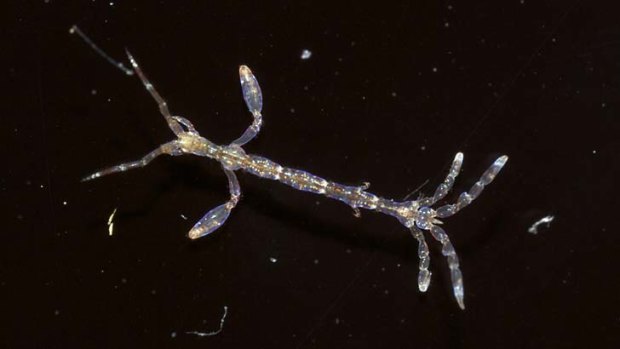 Needing iron ... there were hopes plankton could tackle warming.
