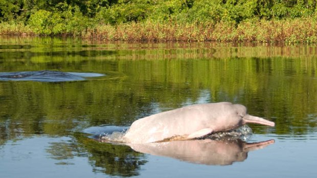 Pink water dolphins are among the wildlife spotted on an Amazon cruise.