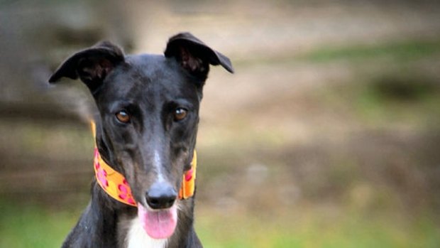 Following the banning of greyhound racing in NSW, there has never been a better time to adopt one of these majestic creatures.