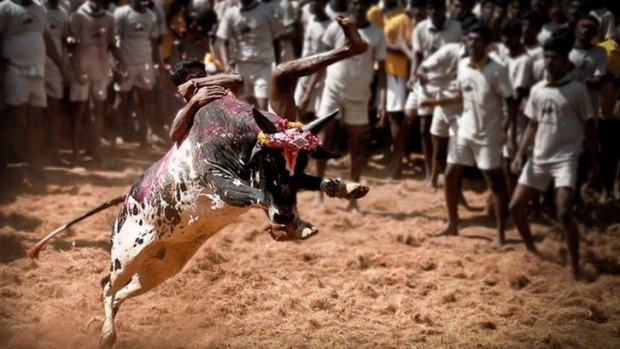 Hanging on: A Tamil youth takes on the bull at Jallikattu, part of the harvest festival, in the village of Alanganallur in Tamil Nadu.