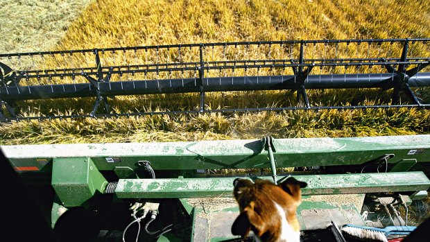 Australian rice growers want greater access to China.