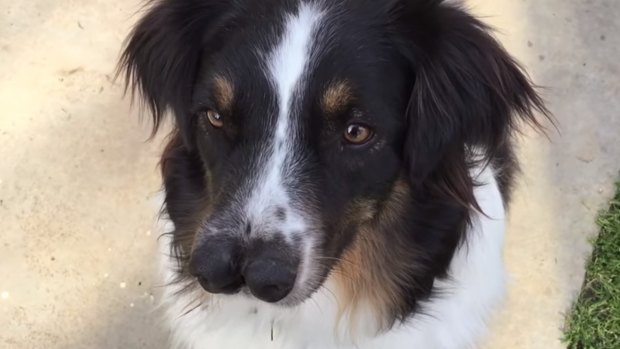 Toby, an Australian shepherd with two noses, was adopted by Venice Beach Freakshow owner Todd Ray.
