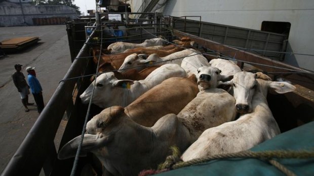 Government MPs have renewed a push for mandatory pre-slaughter stunning of all exported Australian animals.