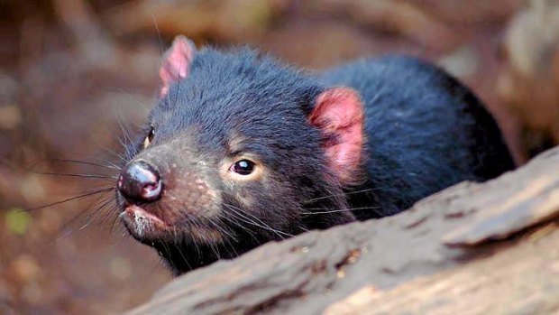 Tasmanian devils are an endangered species.