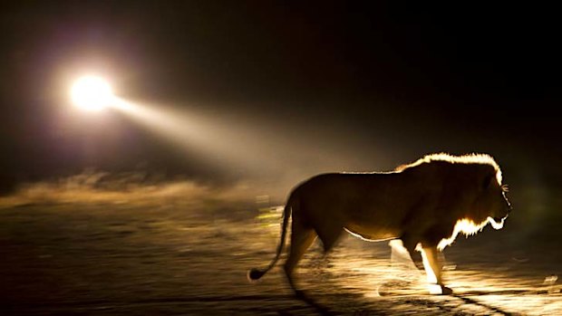 A silhouette of a male lion.