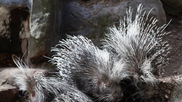 Porcupines sunbathe at London Zoo, Thursday, April 13, 2017. After temperatures of 25C (77 Fahrenheit) over the last weekend, unusually high for Britain at this time of year, a more normal 15C (59 Fahrenheit) is expected for the Easter period. (AP Photo/Kirsty Wigglesworth)