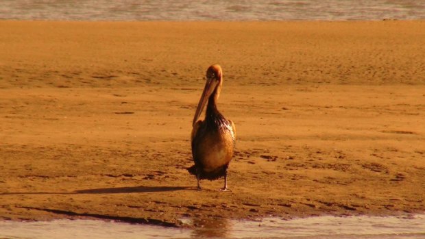 One the pelicans that came into contact with the oil spill at Brisbane's port.