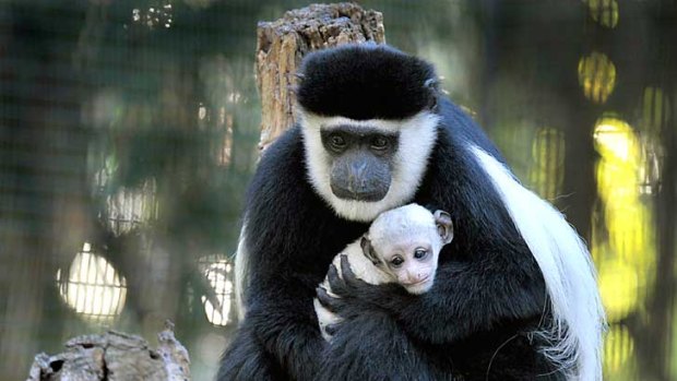 The colobus monkeys will be one of the sights that children can see for free at Melbourne Zoo.