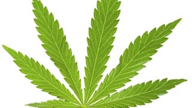 Cannabis, Leaf, Marijuana Plant, Narcotic, Medicine, Green, Nature, Flora, Addiction, Hemp. 

Pic Istock. 100201.