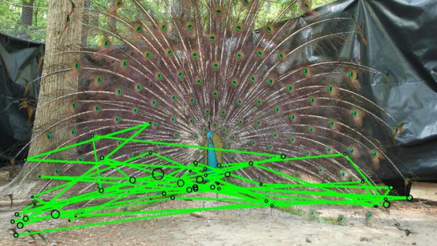 Good looking: Scan paths, shown in green, illustrate the visual assessment of the male peacock’s frontal display by a female peacock. The size of the black circles indicates the amount of time the female spent looking at each location.