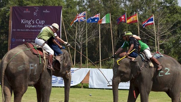 Farcical ... elephant polo.