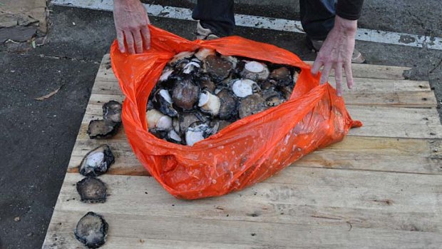 Some of the illegally harvested abalone.
