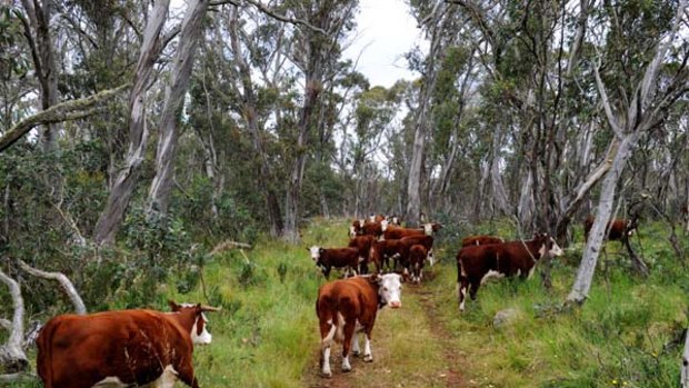 Cattle grazing on the Drago High Plains in Victoria's Alpine National Park.