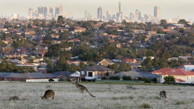 Pushing the city's limits: kangaroos graze at Attwood in Melbournes northern suburbs.