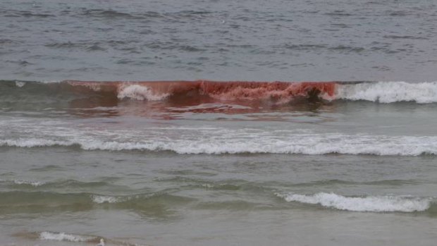 Red tide ... an algal bloom forced the closure of Bondi Beach.