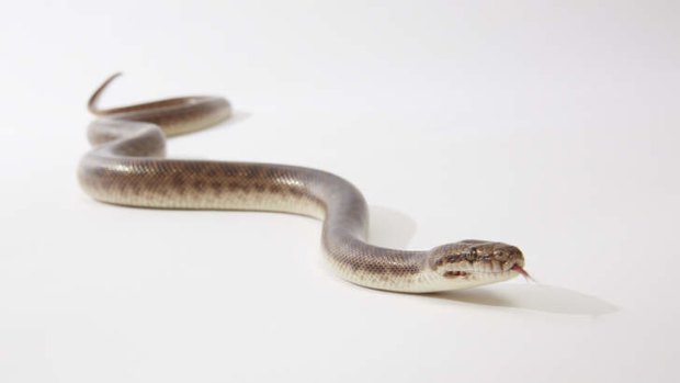 Queensland hospitals reported a 22 per cent rise in emergency department presentations due to snake bites.