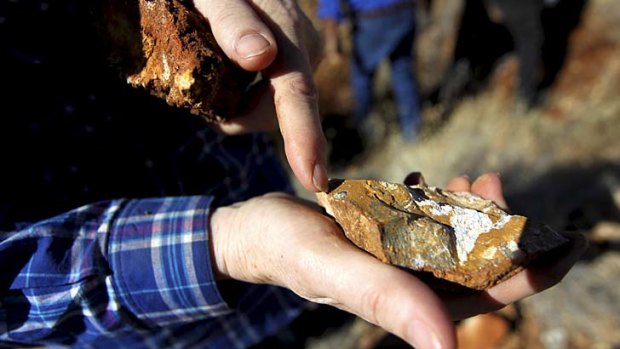 What is believed to be a bat skull fossil.