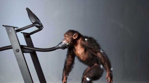 Experiment ... a chimpanzee walks on a treadmill in this file picture.