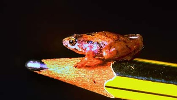 The newly discovered frog <i>Microhyla nepenthicola</i>.