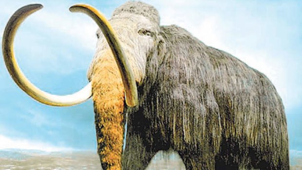 Wooly mammoth: it could be cloned.