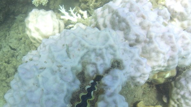 A doomed giant clam amid bleached coral.