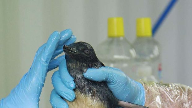 An oil-covered penguin is cleaned.