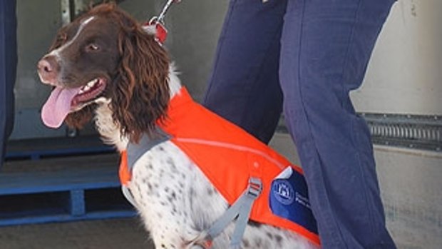 Cane toad detection dog Reggie is being mistreated, his former handler claims.