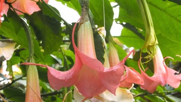 Brugmansia or angel's trumpet. 