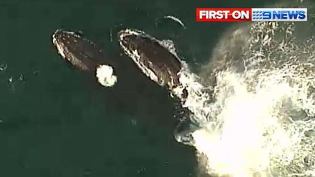 A whale and her calf, which had been stuck in shark nets off the Gold Coast, swim free.