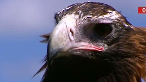 Two-metre wing span ... Nonami has been removed from shows at the zoo.