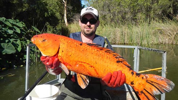 Scientists remove a feral carp from the Swan River.