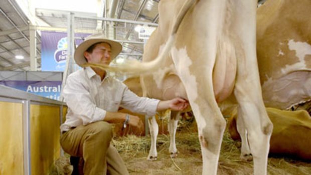 Facing up to it ... Ian Pursehouse practises milking for the Young Farmer Challenge.