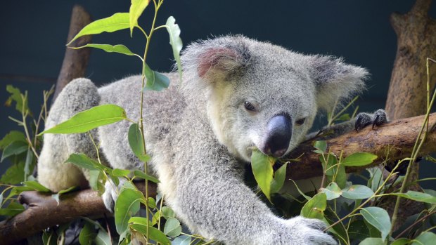 Koalas are patient patients: They just go with the flow, say hospital staff.