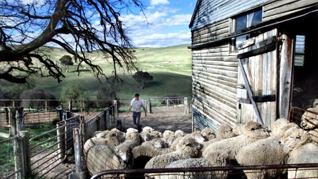 Sheep farmer Charlie Prell yards some of his stud Corridale sheep for shearing on  Gundowringa  near Crookwell. The Prell family want to install wind turbines on their property.
