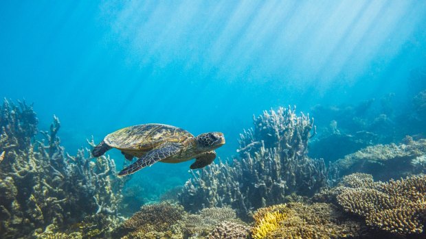Explore the wonders of the Great Barrier Reef.