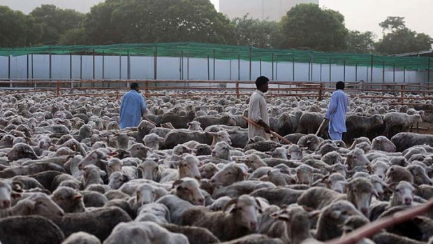 Sheep awaiting a cull in Pakistan.