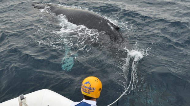Sea World rescuers tend to a humpback in waters off the Gold Coast.