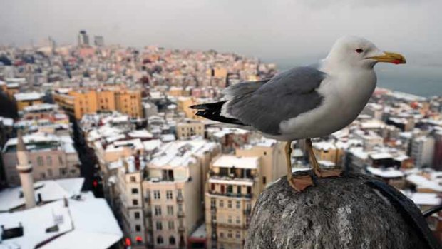 A seagull rests with snow-covered roofs in the background in Istanbul, Turkey.