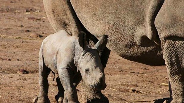 New arrival: the baby white rhino.