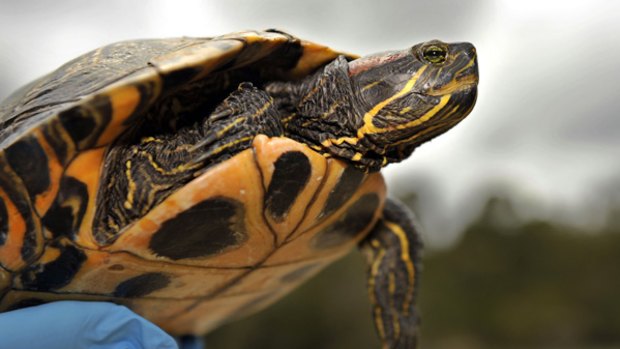 This red-eared slider turtle  was  captured  near Blackburn Lake in Melbourne's east.