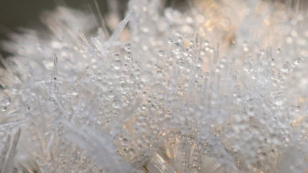 Frost on an otherwise fluffy dandelion head.