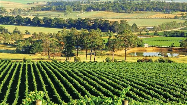 Lose yourself ... Yarra Valley vineyards at Healesville, Victoria.